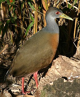 Пастушок сірошиїй (Aramides cajaneus)