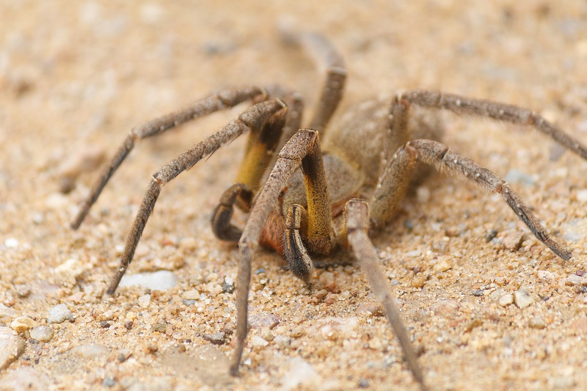 Category Phoneutria Nigriventer Wikimedia Commons