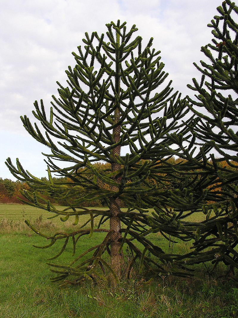 Araucaria araucana ArboretumMT 2.jpg