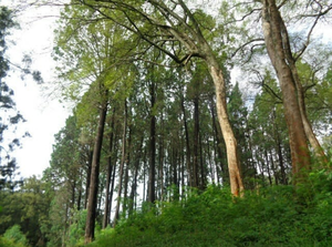Ishyamba Rya Arboretum I Ruhande
