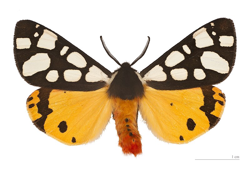 File:Arctia villica MHNT.jpg