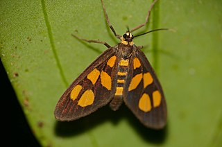 <i>Amata tetragonaria</i> Species of moth