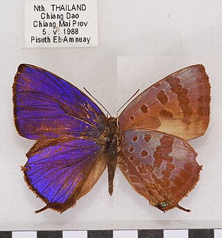 <i>Arhopala agaba</i> Species of butterfly