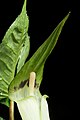 Arisaema monophyllum Tokyo, Japan