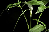 Arisaema saxatile Buchet- Notul. Syst. (Paris) 2- 124 (1911). 20210627 222557.jpg