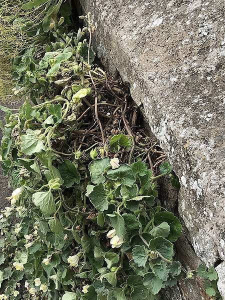 File:Asarina procumbens woody growth mid shot.jpg