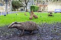 * Nomination: Wicker sculpture of a badger and other animals at Stourhead --Mike Peel 07:39, 25 January 2024 (UTC) * * Review needed