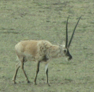 Antilope du Tibet