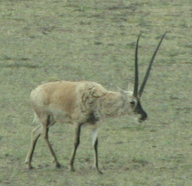 Animal of Tibet Autonomous Region