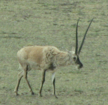 Antilope du Tibet sur le plateau du Changtang