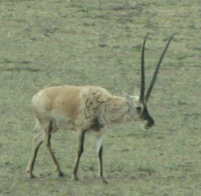 Tibetan antelope in the Changtang Nature Reserve Atilope du Tibet.png