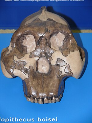 Paranthropus boisei 화석