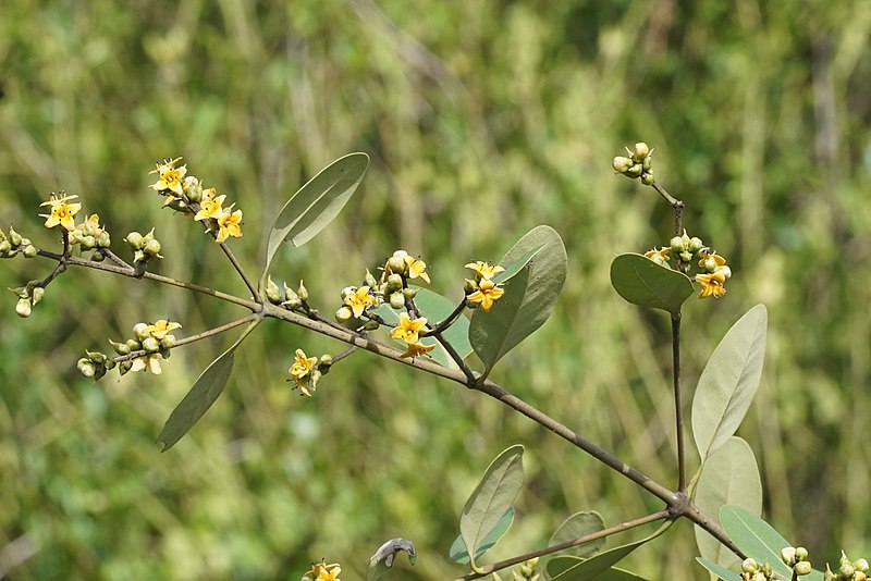 File:Avicennia 04297.JPG