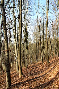 Listnatý les v PP Byšičky 2