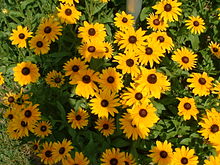 Black-eyed Susans, the state flower of Maryland. Seed packets of black eyed Susans are given out at some St. Mary's College ceremonies and students are encouraged to plant them around the campus. BESusan.JPG