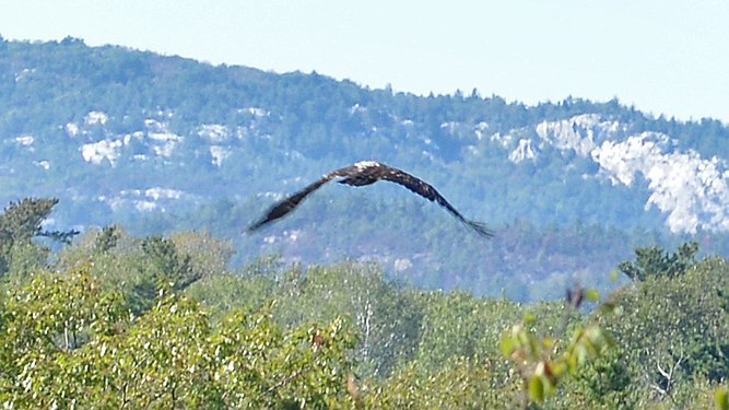 Bald Eagle (Haliaeetus leucocephalus)