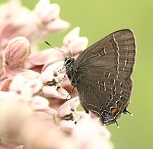 Banded Hairstreak, Megan McCarty120.jpg