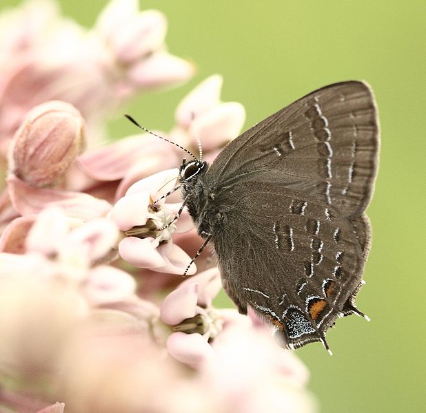 File:Banded Hairstreak, Megan McCarty120.jpg