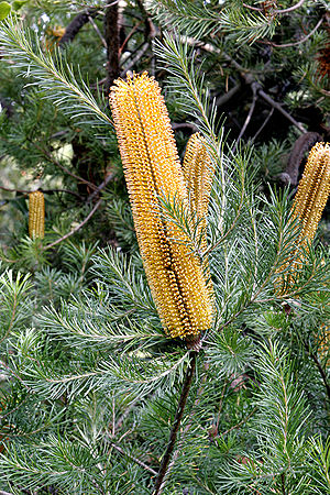 뱅크시아 에리키폴리아(Banksia ericifolia)