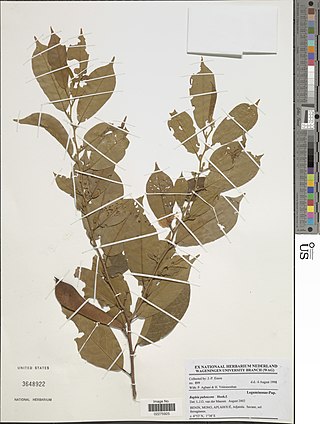 <i>Baphia pubescens</i> Species of plant