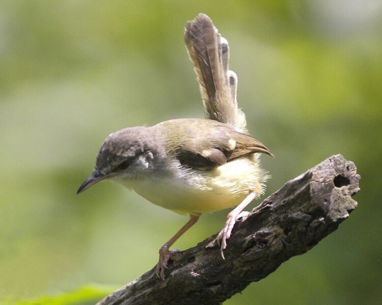 File:Bar-winged Prinia (Prinia familiaris) 1.jpg