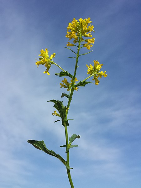 File:Barbarea vulgaris sl16.jpg