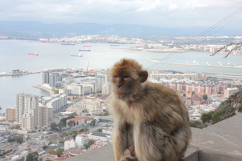 File:Barbary apes on the Rock, Gibraltar (7).JPG