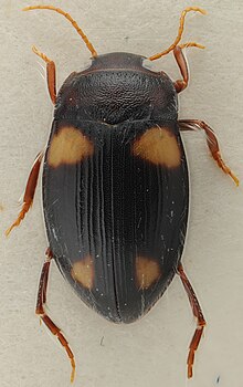 Barretthydrus tibialis HabitusDors.jpg