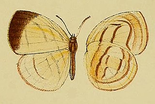 <i>Batelusia</i> Monotypic butterfly genus in family Lycaenidae