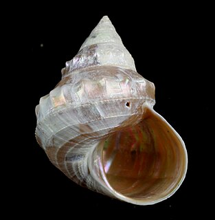 <i>Ginebis</i> genus of molluscs