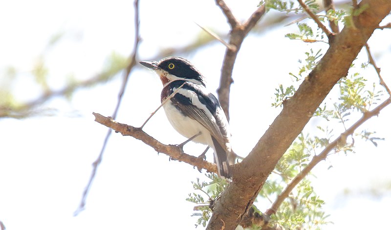 File:Batis, Chin-spotted Batis (31637064507).jpg