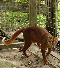 Le chat bai est l'une des espèces de félins les moins connues. Il n'en existe qu'une trentaine de photographies à l'état sauvage, essentiellement obtenues grâce à des pièges photographiques. (définition réelle 1 489 × 1 695)