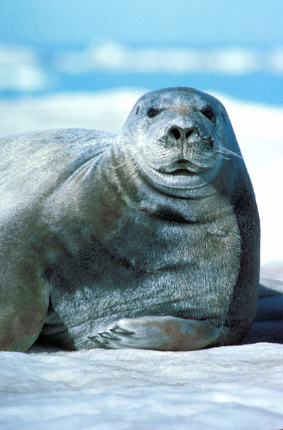 Bearded Seal Erignathus barbatus.jpg