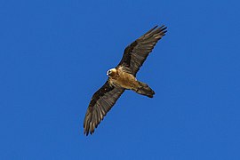 Individu adulte de Gypaetus barbatus barbatus, photographié en Italie.