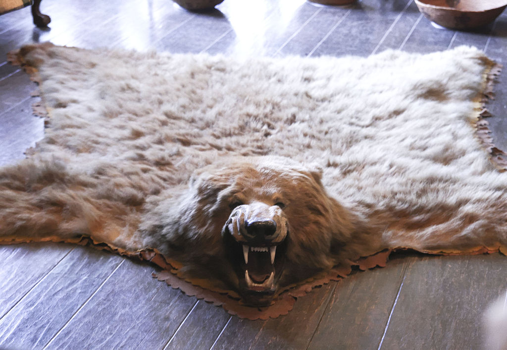 File Bearskin Rug Jpg Wikimedia Commons, How Much Is A Real Bear Skin Rug Worth