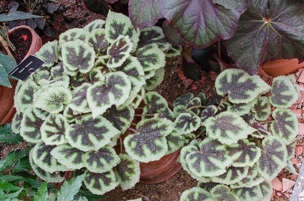 Begonia masoniana – Wikipedia tiếng Việt