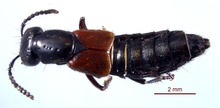 Belonuchus eritropterus 0152674 dorsal.tif