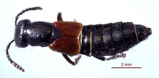 <i>Belonuchus</i> Genus of beetles