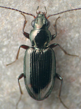 Bembidion aratum