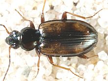 Bembidion bruxellense.jpg