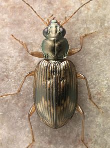 Bembidion variegatum.jpg