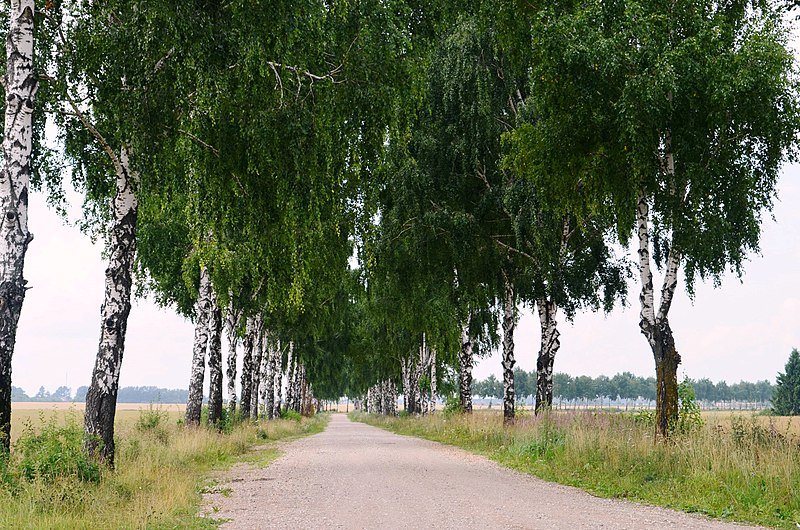 File:Beržų alėja netoli Gėlainių.JPG