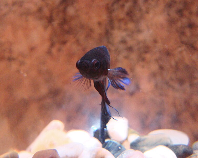 File:Betta face.jpg