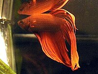 Betta splendens.jpg