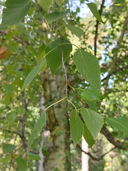 File:Betula pendula Roth listovi.jpg