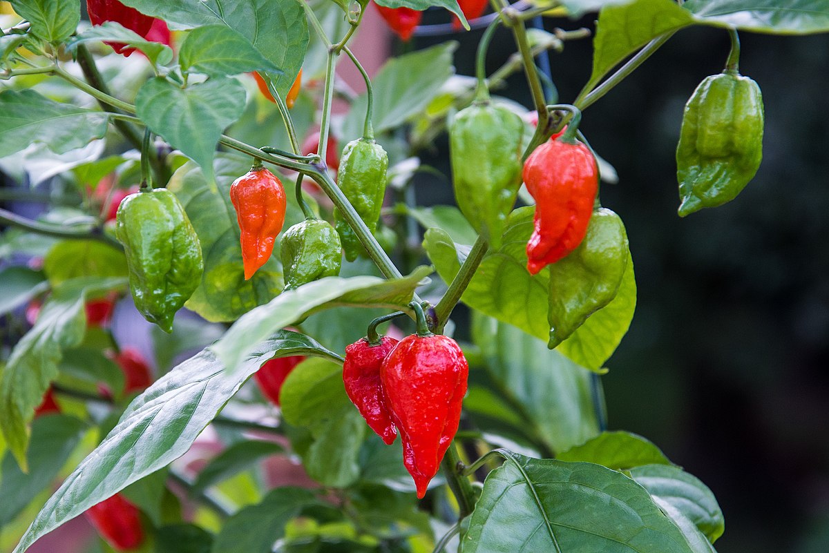 1200px Bhut Jolokia Pc 