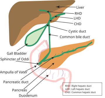 File:Biliary system new.svg