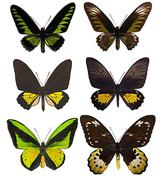 <span class="mw-page-title-main">Birdwing</span> Butterflies in swallowtail family