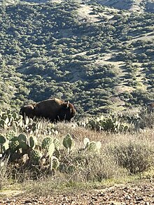 One of the approximately 100 bison in Catalina Island BisonCatalina.jpg