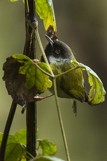 Mountain masked apalis